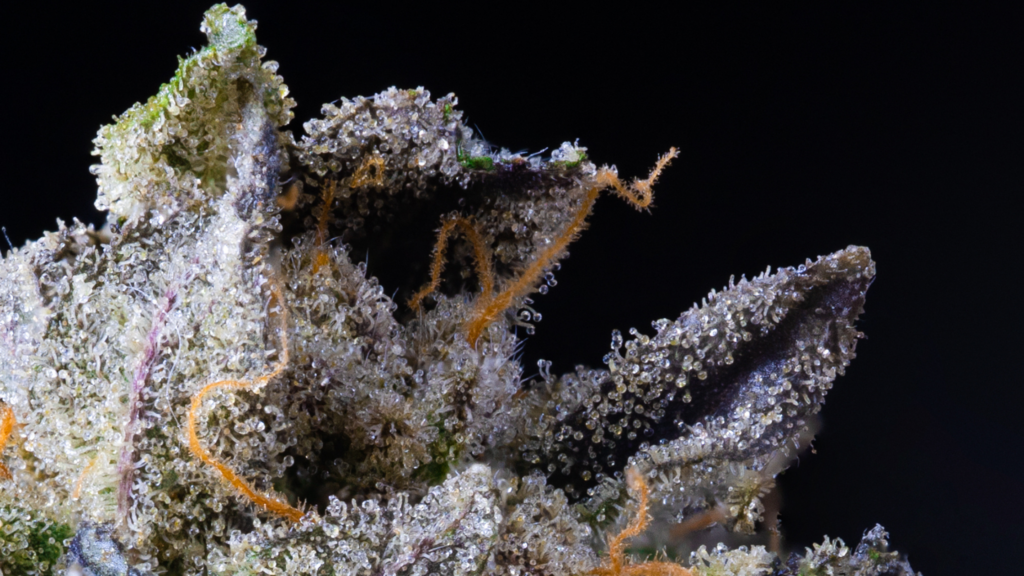 Best Cannabis Flower Strain